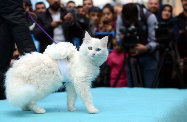 Van Yüzüncü Yıl Üniversitesi (YYÜ) tarafından 3.'sü düzenlenen Van Kedisi Güzellik Yarışmasında en güzel kedi seçildi. - Sputnik Türkiye