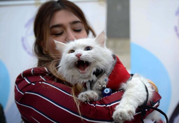 Van'daki yarışmaya kedi severler ve kedi sahipleri büyük ilgi gösterdi. - Sputnik Türkiye