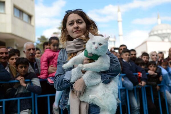 Yapılan oylamada 92 puan alan Sezar isimli kedi birinci seçildi. - Sputnik Türkiye
