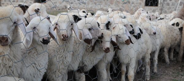 Koyun - Sputnik Türkiye