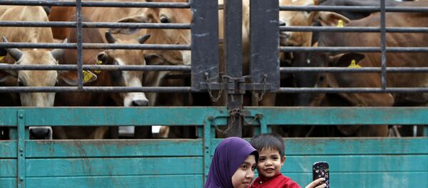 Malezya-İnek - Sputnik Türkiye