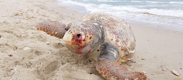 Boğazlarına olta takılan caretta carettalar öldü - Sputnik Türkiye