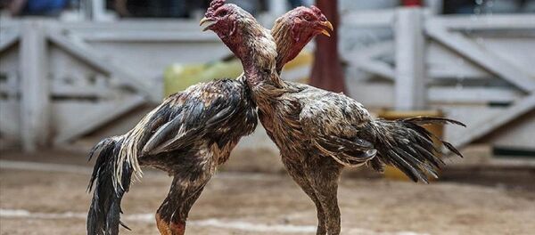 Horoz dövüşü - Sputnik Türkiye