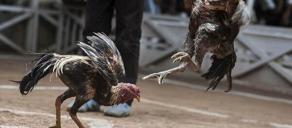 Horoz dövüşü - Sputnik Türkiye