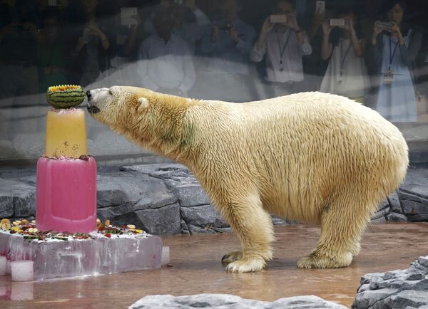 Dünyanın ilk ve tek tropikal bölgede doğan kutup ayısı olan ve adının anlamı 'Sessiz avcı' olan Inuka 27 yaşında hayatını kaybetti.  İnsan yaşına göre 70'lerinde hayatını kaybeden Inuka vahşi hayattaki türdeşlerinin normal yaşam süresinden yaklaşık 10 yıl, esaret altındaki türdeşlerinden ise 2 yıl daha fazla yaşadı. - Sputnik Türkiye