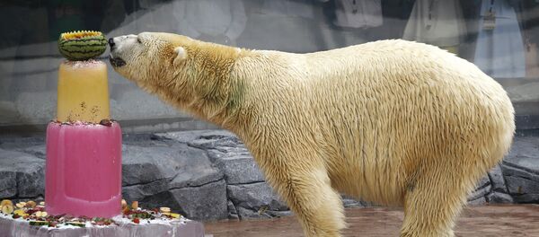 Dünyanın ilk ve tek tropikal bölgede doğan kutup ayısı olan ve adının anlamı 'Sessiz avcı' olan Inuka 27 yaşında hayatını kaybetti.  İnsan yaşına göre 70'lerinde hayatını kaybeden Inuka vahşi hayattaki türdeşlerinin normal yaşam süresinden yaklaşık 10 yıl, esaret altındaki türdeşlerinden ise 2 yıl daha fazla yaşadı. - Sputnik Türkiye