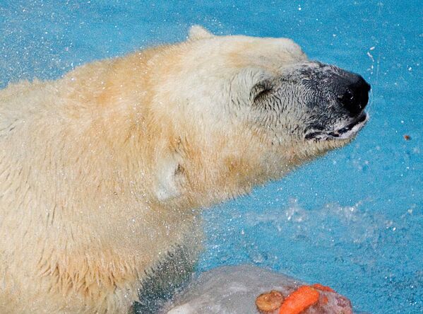 Inuka'nın ölümü Singapur Hayvanat Bahçesi için aynı zamanda bir dönüm noktası çünkü hayvan hakları savuncularının çabaları sonucu yetkililer 2006'da Inuka'nın ardından hayvanat bahçesine yeni kutup ayısı alınmayacağını duyurmuştu. - Sputnik Türkiye