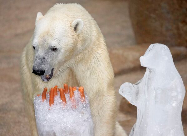 Dünya Doğayı Koruma Vakfı'nın (WWF) verilerine göre vahşi doğada sedece 22.000 kutup ayısı kaldı. - Sputnik Türkiye