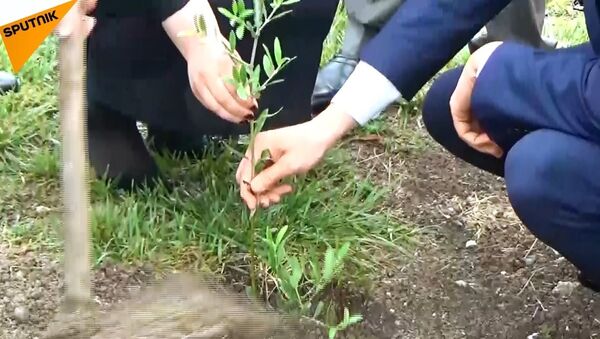 Lazkiye’de dostluk simgesi olarak Rusya’dan getirilen zeytin ağaçları dikildi - Sputnik Türkiye