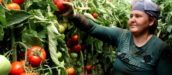 Rusya'nın kararı domates üreticilerini sevindirdi - Sputnik Türkiye