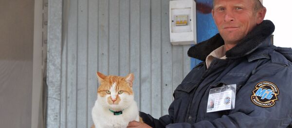 Kedi Mostik - Sputnik Türkiye