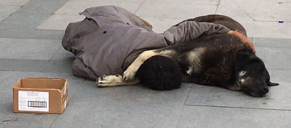 Sokak köpeği Sokak köpeği - Sputnik Türkiye