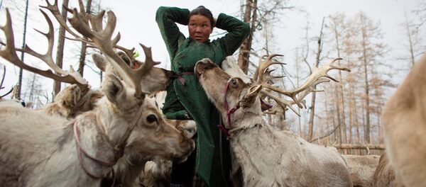 Moğolistan'da ren geyiği çobanları - Sputnik Türkiye