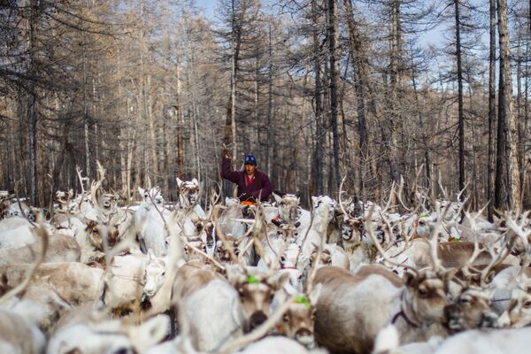 Moğolistan'da ren geyiği çobanları - Sputnik Türkiye