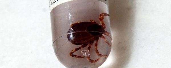 Kırım Kongo Kanamalı Ateşi (KKKA), Kene - Sputnik Türkiye