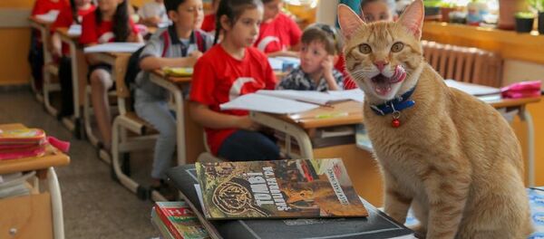 Tombi - Sputnik Türkiye