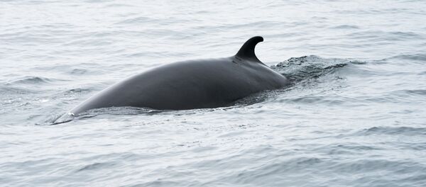 Minke balinası - Sputnik Türkiye