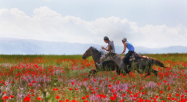 Kazakistan'ın gelincik tarlaları - Sputnik Türkiye
