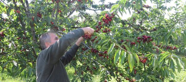 Kiraz - Sputnik Türkiye