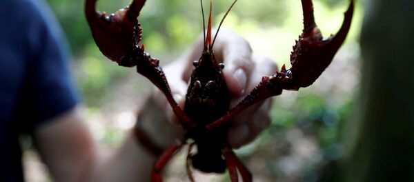 Kereviz - Sputnik Türkiye