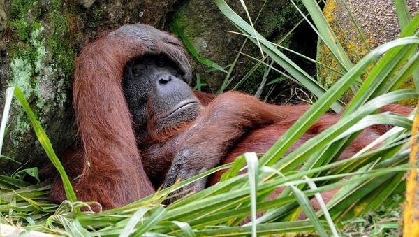 Borneo orangutanı - Sputnik Türkiye