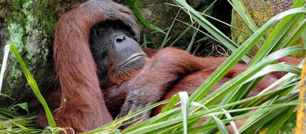 Borneo orangutanı - Sputnik Türkiye