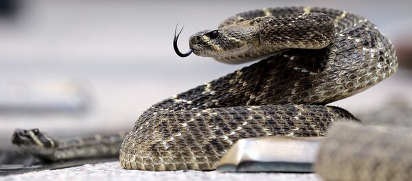 Çıngıraklı yılan - Sputnik Türkiye