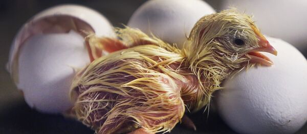 Civciv Civciv - Sputnik Türkiye