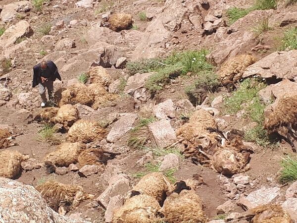 Van'da 500 koyun intihar etti - Sputnik Türkiye