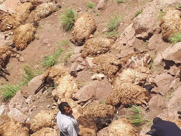 Van'da 500 koyun intihar etti - Sputnik Türkiye