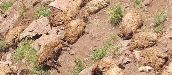 Van'da 500 koyun intihar etti - Sputnik Türkiye