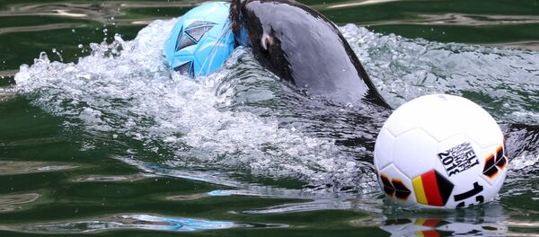 Almanya'dan Dünya Kupası için 'kahin kadrosuna' yeni atama: Fok Daisy - Sputnik Türkiye