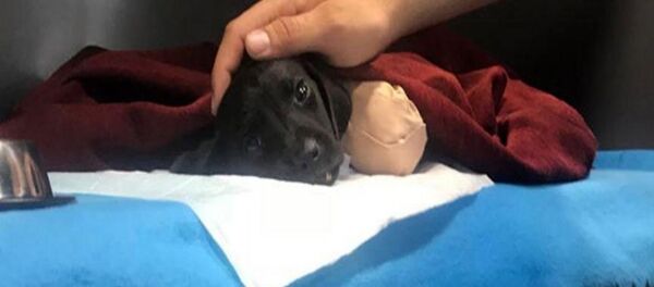 Sakarya'da uzuvları kesildikten sonra ölen yavru köpek - Sputnik Türkiye