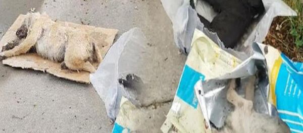 Sakarya - Sputnik Türkiye