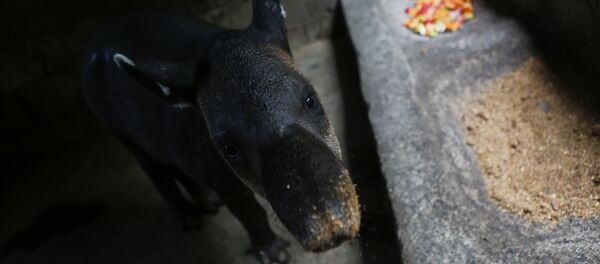 Tapir - Sputnik Türkiye