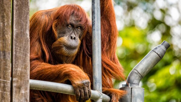 Dünyanın en yaşlı Sumatra orangutanı Puan öldü - Sputnik Türkiye