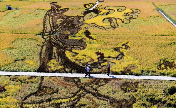 Çin'deki pirinç tarlalarında sanat eserleri - Sputnik Türkiye