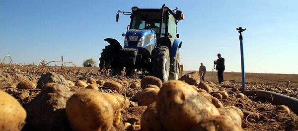 Patates Patates - Sputnik Türkiye