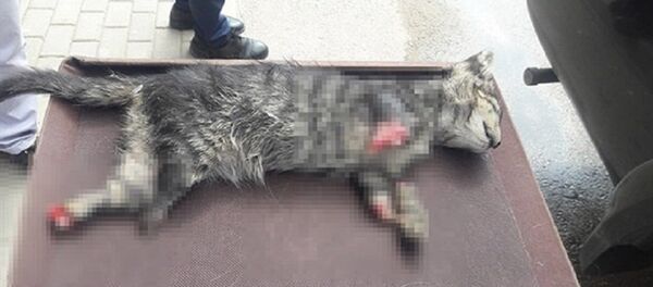 4 ayağı kesilmiş yavru kedi 4 ayağı kesilmiş yavru kedi - Sputnik Türkiye