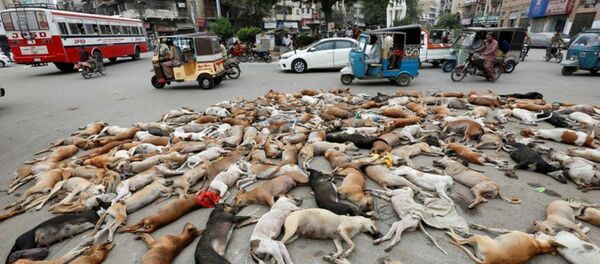 Dünya Kupası öncesinde Rusya'da ‘öldürülen' köpeklerin yer aldığı fotoğraf sahte çıktı - Sputnik Türkiye