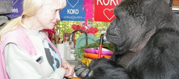 Goril Koko - Sputnik Türkiye