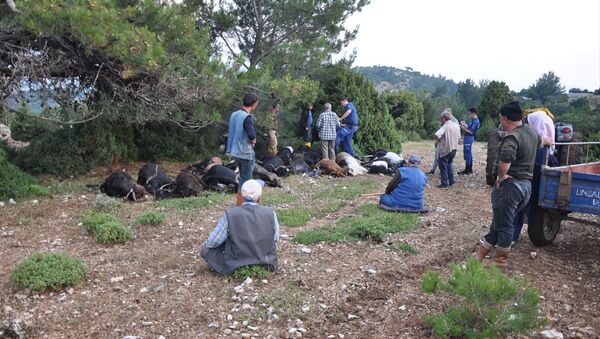 Yıldırım düşmesi sonucu ölen keçilerine sarılarak ağladı - Sputnik Türkiye