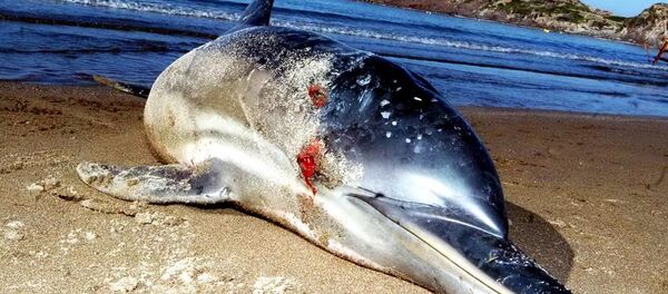 Bodrum'da yunus 8 kurşunla vuruldu - Sputnik Türkiye