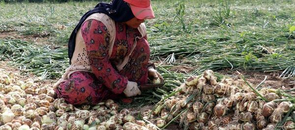 Soğan - Sputnik Türkiye