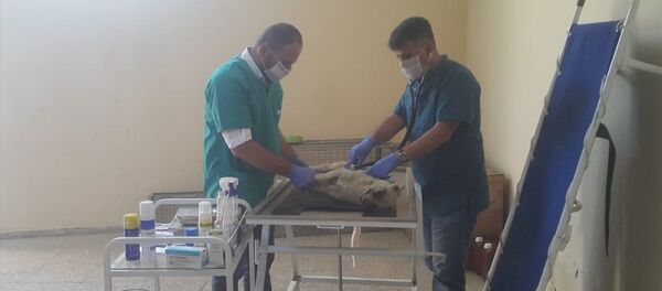 Gözleri oyulan köpek hayatını kaybetti - Sputnik Türkiye