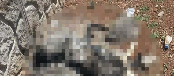 Köpeğe tecavüz edip yaktılar Köpeğe tecavüz edip yaktılar - Sputnik Türkiye