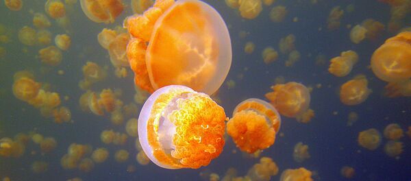 Palau'da denizanası gölü - Sputnik Türkiye