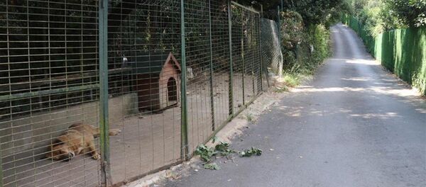 Adnan Oktar'ın bahçesindeki hayvanlar barınağa gönderildi - Sputnik Türkiye