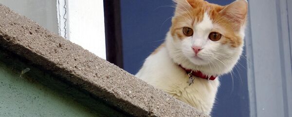 Kedi - Sputnik Türkiye