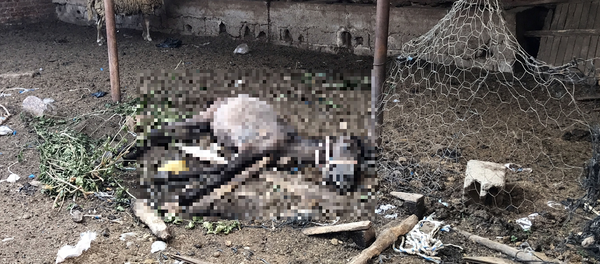 Aydın'da Çiftçi Mallarını Koruma Başkanlığına ait bahçede bir atın bakımsızlıktan öldüğü iddiasıyla Hayvanları Koruma Kanunu kapsamında ceza kesildi. - Sputnik Türkiye